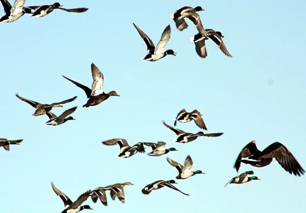 stock image Mallards in flight