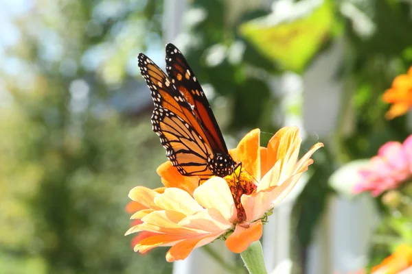 stock image Monarch Butterfly on Orange Zinnia