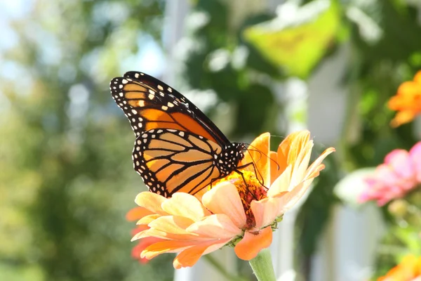 Papillon monarque sur Orange Zinnia — Photo
