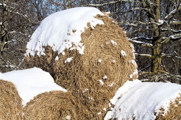 stock image Snow on Hay Bales