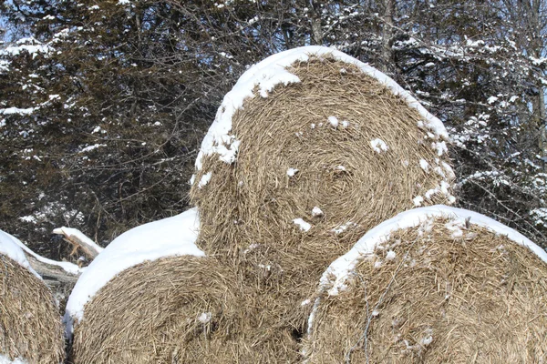 Sneeuw op de hooibalen — Stockfoto