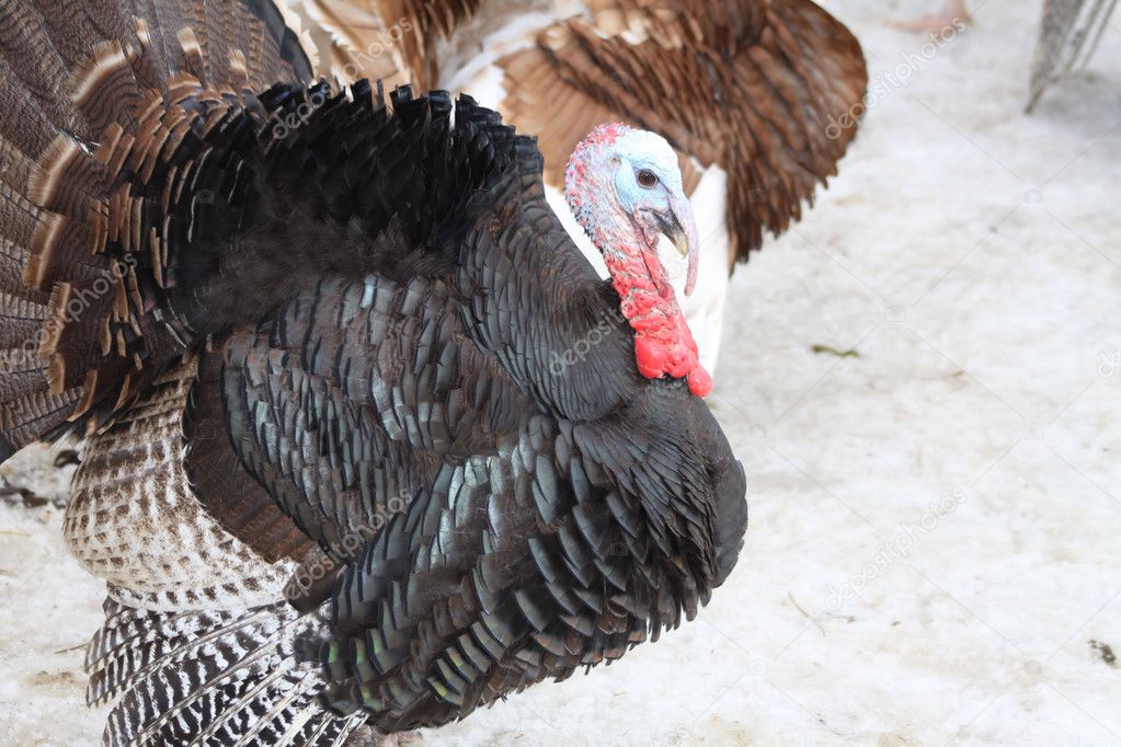 Turkey, BronzeTom — Stock Photo © huggy1 5366756