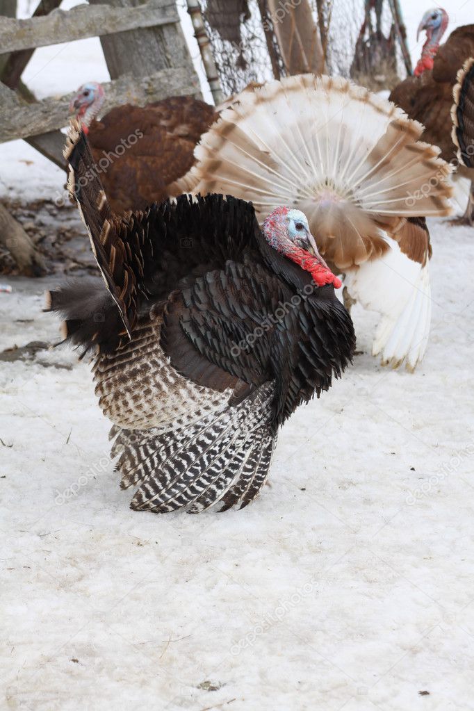 Turkey, BronzeTom — Stock Photo © huggy1 5366759