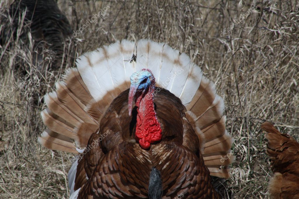 Turkey, BronzeTom — Stock Photo © huggy1 5366818