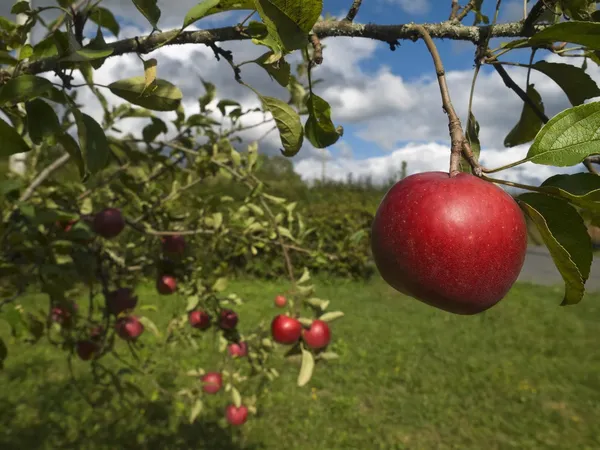 Jabłoń — Zdjęcie stockowe