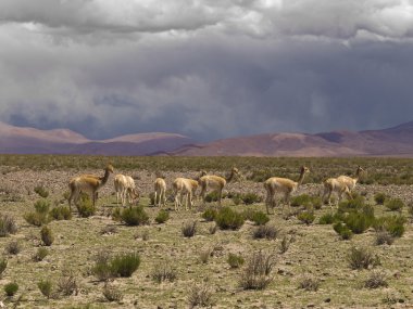 Wild guanacos clipart