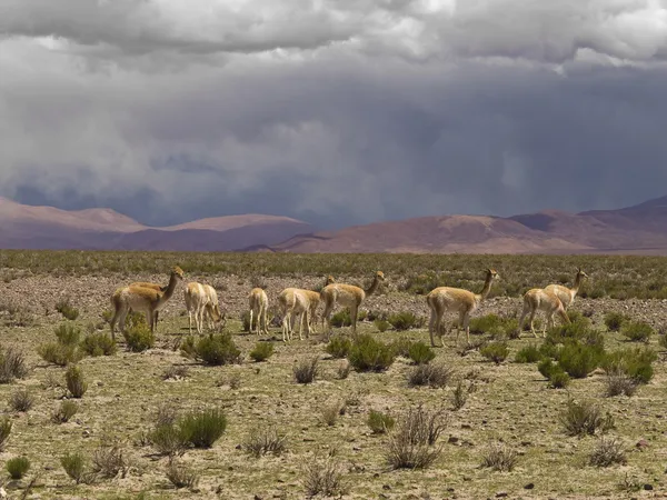 Vahşi lamaları — Stok fotoğraf