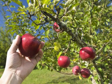 The forbidden fruit clipart