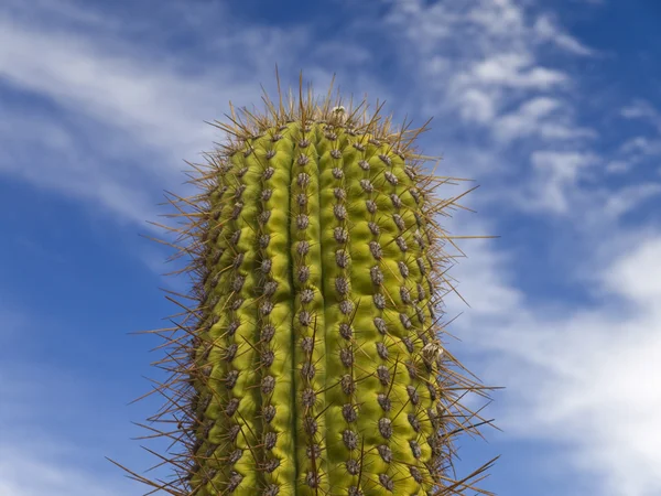 Cactus verde — Foto Stock