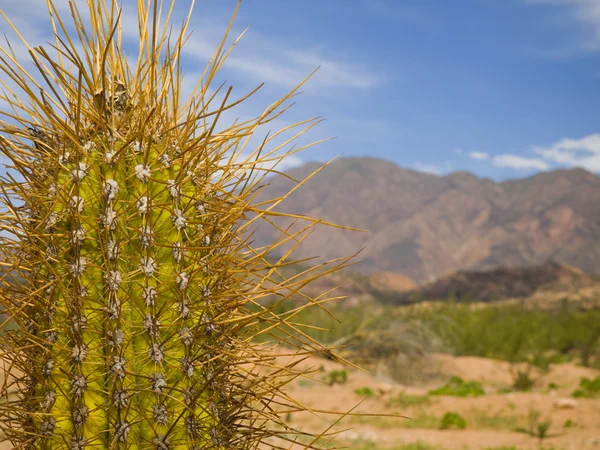 Kaktus mit langer Wirbelsäule — Stockfoto