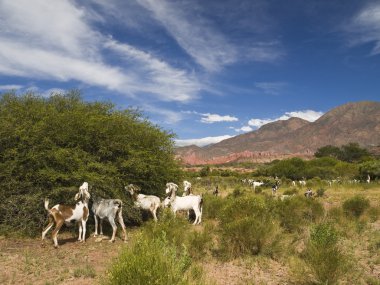 se pone mis cabras