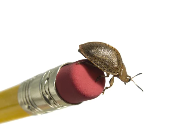 在铅笔上的 bug — 图库照片