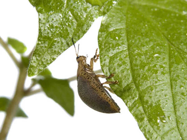 Bug op een plant — Stockfoto