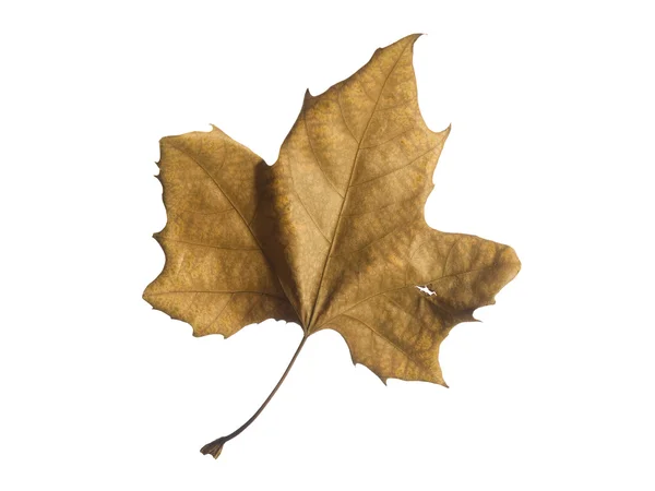 Опадання листя — стокове фото