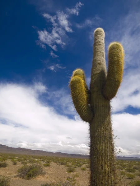 Desert totem — Stock Photo, Image