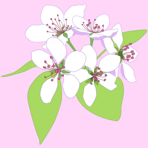 Blossom-appelboom — Stockvector