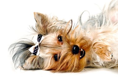 Yorkshire Terrier in front of a white background clipart