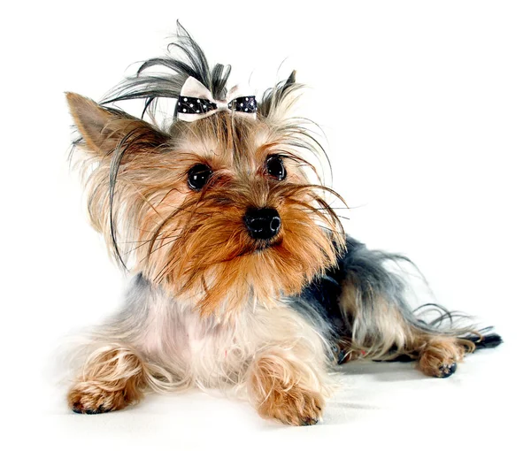 Yorkshire Terrier in front of a white background — Stock Photo, Image