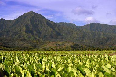 Taro Fields clipart