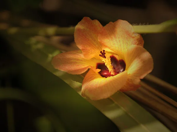 Kauai Hibiscus — Stock Photo, Image