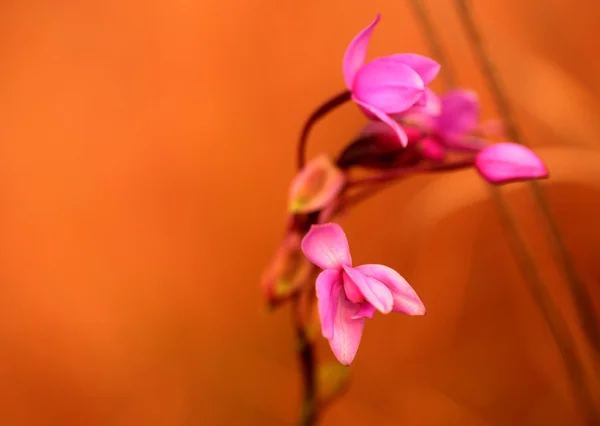 Орхидея Кауаи — стоковое фото