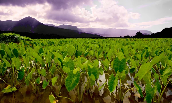 stock image Taro Fields