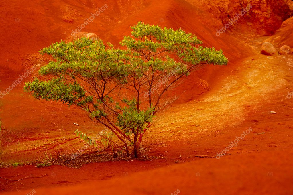 Kauai Tree — Stock Photo © rinderart 3929685