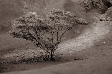 Kauai Ağaç