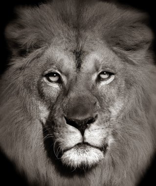 Aslan