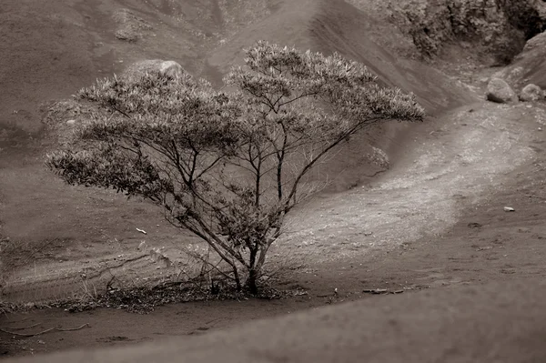 Kauai drzewo — Zdjęcie stockowe
