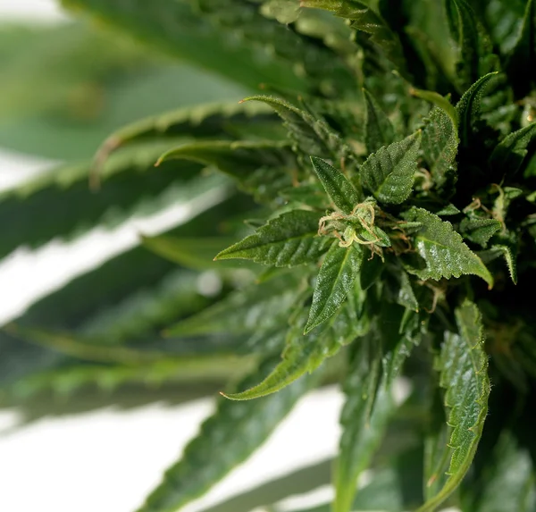 Marijuana Bud — Stock Photo, Image