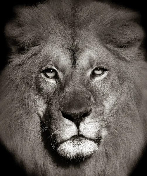 Лев — стоковое фото