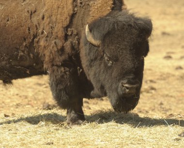 Bison in Wyoming clipart