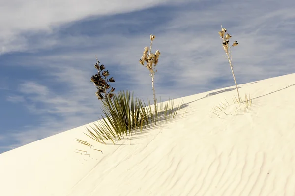 Białe piaski — Zdjęcie stockowe