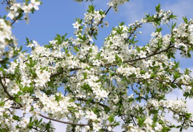 Plum tree blossoms clipart