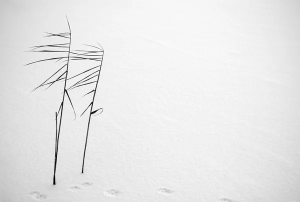 Inverno mínimo — Fotografia de Stock