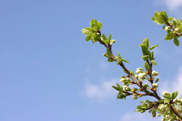 stock image Plum blossom