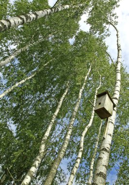 Wooden nesting box hanging on the birch tree clipart