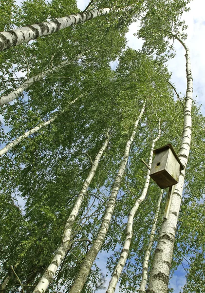 Ξύλινο Ένθεσης Κουτί Που Κρέμεται Από Δέντρο Σημύδας — Φωτογραφία Αρχείου
