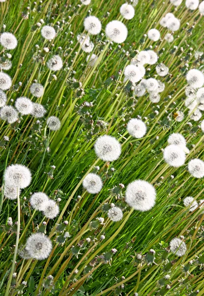 stock image Dandelion background