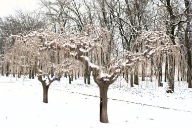 kar parkta sıradışı ağaçlar