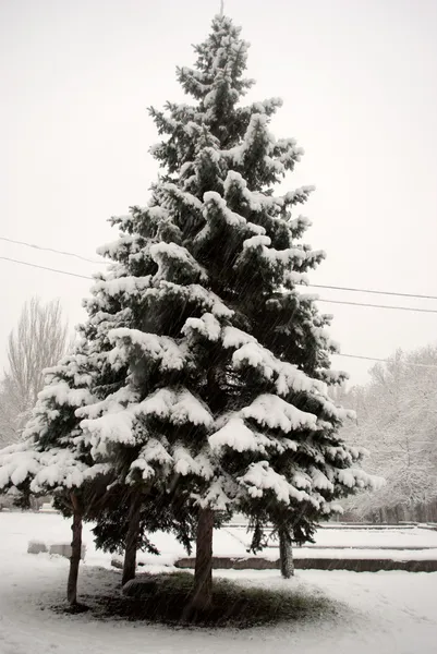 雪の中のクリスマスツリー — ストック写真