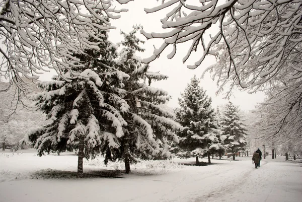 Kerstboom in de sneeuw — Stockfoto
