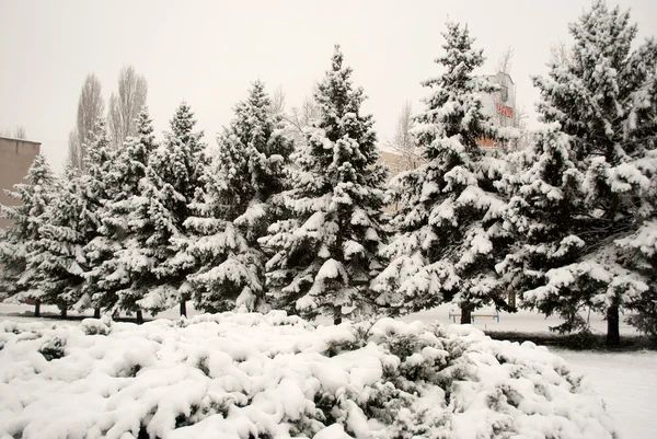 Arbres de Noël dans la neige — Photo