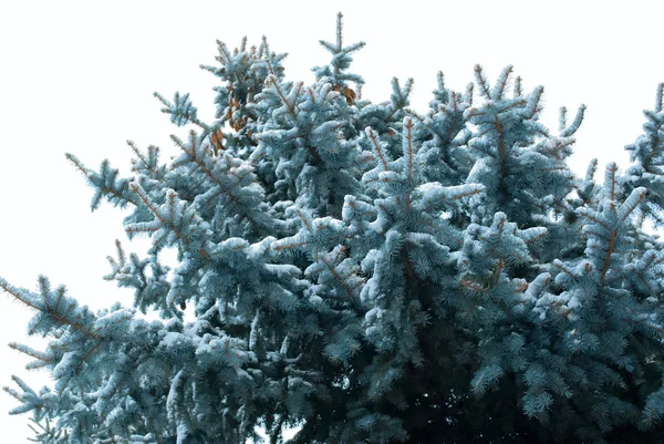 Χριστουγεννιάτικο Δέντρο Στο Χιόνι Εξωτερικούς Χώρους — Φωτογραφία Αρχείου