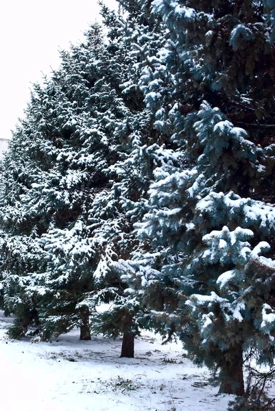 Árvores Natal Neve Uma Linha — Fotografia de Stock