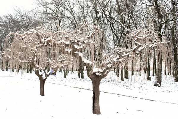 Ασυνήθιστο Δέντρα Στο Χιόνι Στο Πάρκο — Φωτογραφία Αρχείου