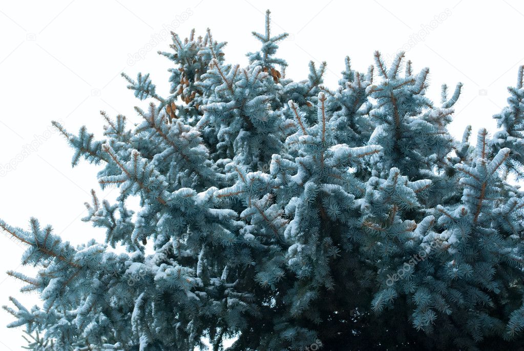 Christmas tree in snow outdoors