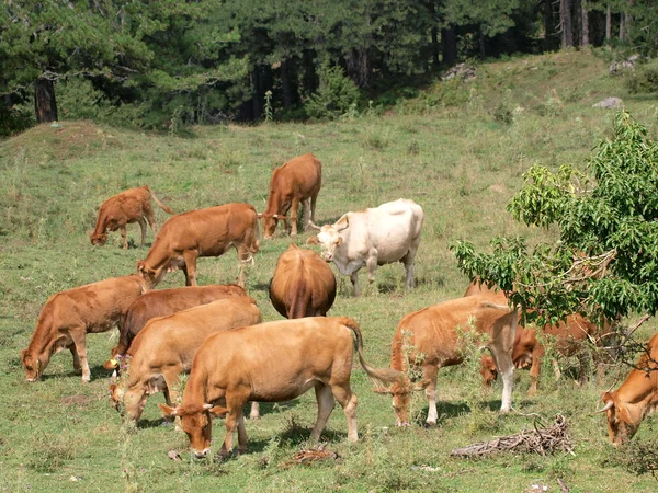 Cows — Stock Photo, Image