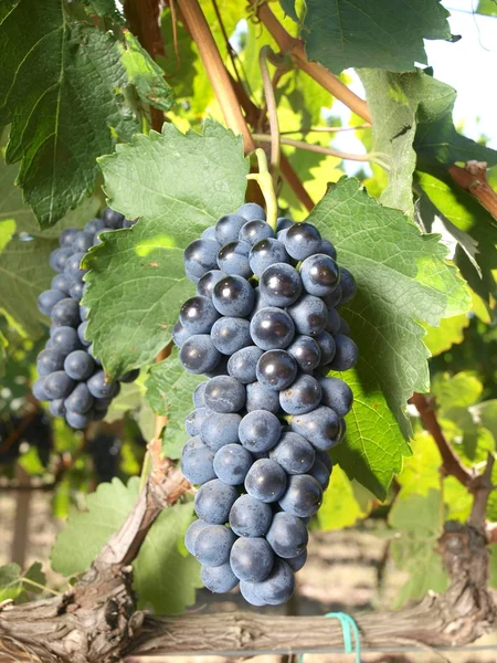 Druvor vingård — Stockfoto